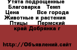 Утята подрощенные “Благоварка“,“Темп“ › Цена ­ 100 - Все города Животные и растения » Птицы   . Пермский край,Добрянка г.